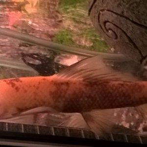 Golden Loach.jpg