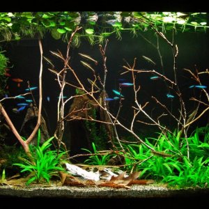 29g Mar 2-16.JPG