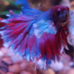 Capture3.GIF