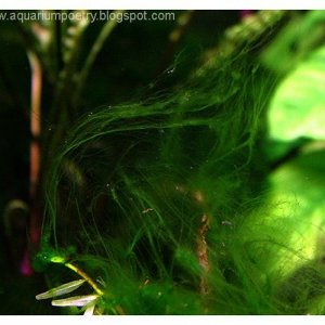 hair algae 1.jpg