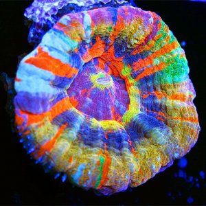 Sexy-Corals-Best-Scoly-on-Earth.jpg