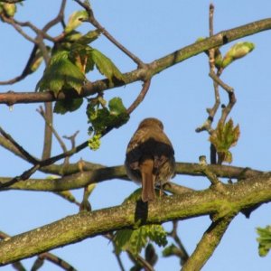 IMG_8623.jpg
