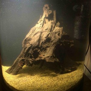 Wood in tank 2.jpg