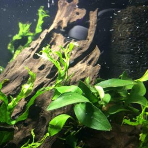 10 Anubia B on wood shot.jpg