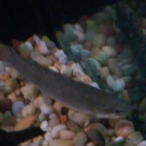 bichir1.jpg