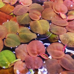 redfrogbit.jpg