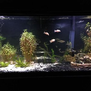 55gallon.JPG