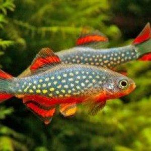 Danio-margaritatus-2-288x216.jpg