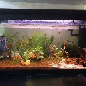 fish.jpg