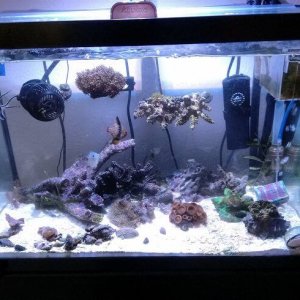 20gal_reef_tank_sm.jpg