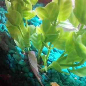sick fish.jpg