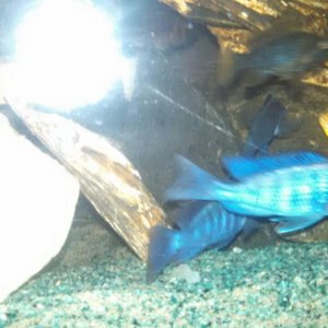 IMG-20160724-WA0010.jpg.jpeg