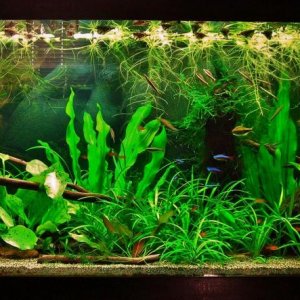 70g March 13-14.JPG