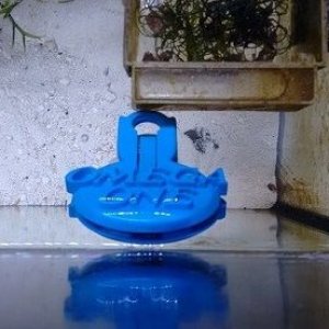 algae_clip_sm.jpg