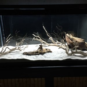 fishforum.JPG