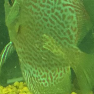 thumbnail_IMG_0784.jpg
