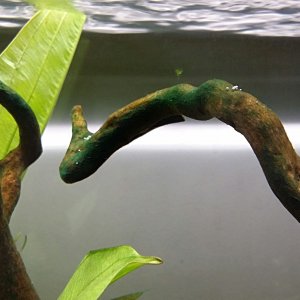 Algae 1.jpg