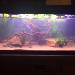 The Tank.jpg