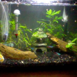 Fish picture.JPG