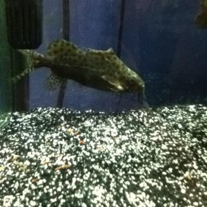 synodontis1.jpg