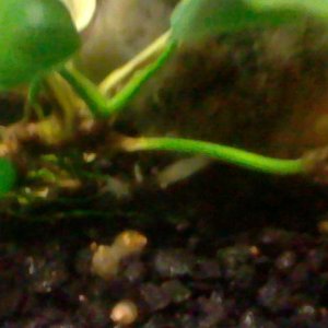 shrimp2.JPG