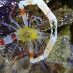 yellow_coral_banded_shrimp.jpg