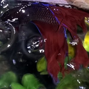 WP_20170112_16_07_54_Pro.jpg