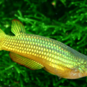 Golden Panchax.png