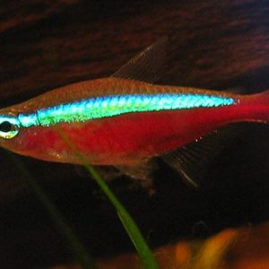 Paracheirodon axelrodi Br2.jpg