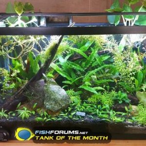 feb17-fishforums-totm.jpg