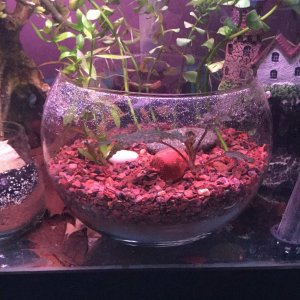 plantbowl.JPG