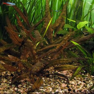 Cryptocoryne wendtii red.jpg