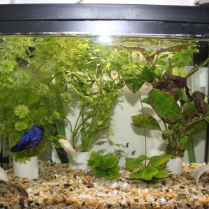 Tank  2017  April IMG_9977.JPG