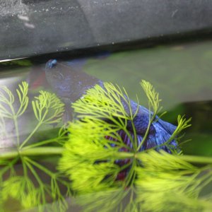 Occy crook IMG_0425.JPG
