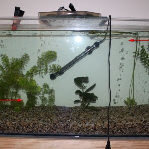 50 G Tank Setup Directions  IMG_0465.JPG