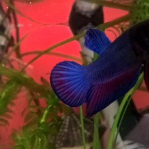 WP_20170525_08_48_10_Pro.jpg
