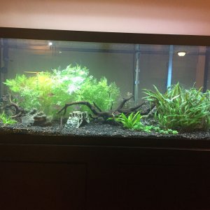 75g1June.JPG