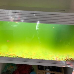 Tank at it's worst.jpg