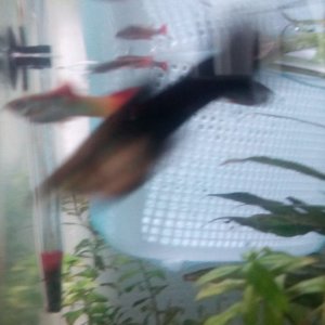 IMG_20170615_130844.jpg