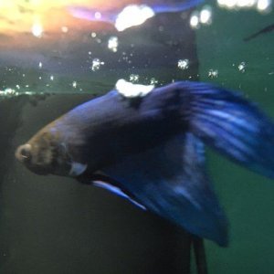 image1.JPG