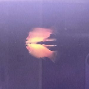 Platy Fish.jpg