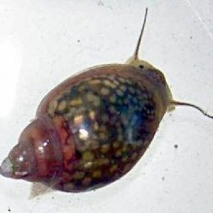 f81b03cf8d64a1006a6cdb9484b2021b--pond-snails-aquarium-fish.jpg