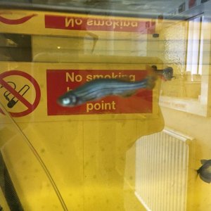 bent fish.jpg