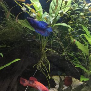 blue DT.JPG