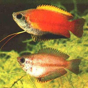 Trichogaster chuna1.jpg