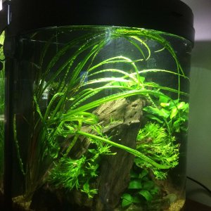 Shrimp Tank - I like it!.jpg