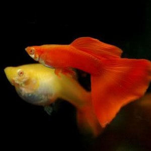 Full-Red-guppy.jpg