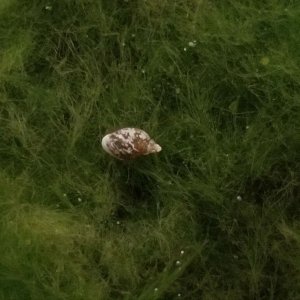 snail.jpg