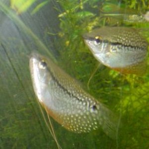 pearl_gourami.jpg