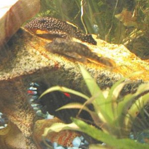 double_parked_plecos.jpg